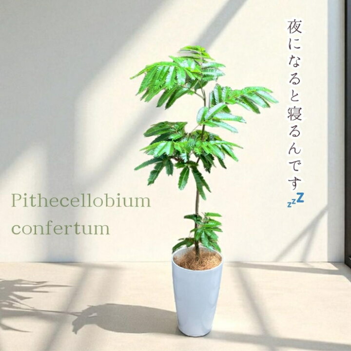 楽天市場】観葉植物 エバーフレッシュ 7号鉢ロングポット 動画あり 