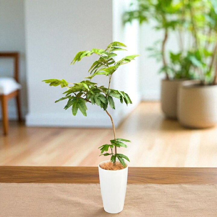 楽天市場】観葉植物 エバーフレッシュ 7号鉢ロングポット 動画あり 