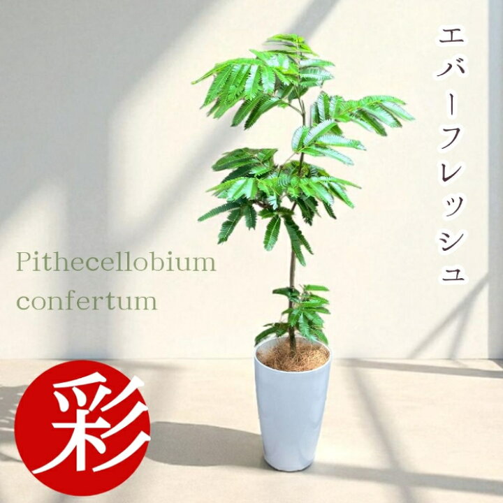楽天市場】観葉植物 エバーフレッシュ 7号鉢ロングポット 動画あり 