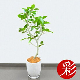 ★動画あり★観葉植物 大型 フィカス ベンガレンシス 本物 曲がり樹形 ベンガルボダイジュ 植替えてお届けします インテリア アジアン おしゃれ 引越し祝い 開店祝い 移転祝い 新築祝い お祝い フィカス属 室内 オフィス ギフト プレゼント 花