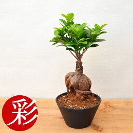 【16日までポイント2倍】観葉植物 ガジュマル 5号鉢浅鉢プラ鉢 大型 本物 インテリア 開店祝い 移転祝い お祝い 新築祝い おしゃれ インテリア 観葉植物 ガジュマル 室内 オフィス ギフト プレゼント 花 観葉植物