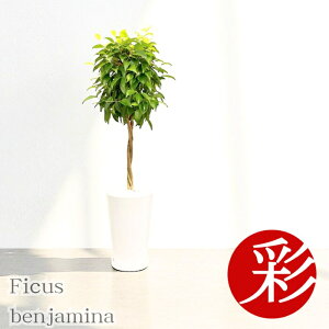 y2701:59܂Ń|Cg2{zϗtA xW~ VCj[zCg Eh|bg픫 ^ { CeA JXj ړ]j j Vzj  CeA ϗtA x