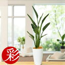 【動画あり】観葉植物 ストレリチアレギネ 7号鉢ロングポット プラ鉢 大型 本物 インテリア 開店祝い 移転祝い お祝い 新築祝い おしゃれ インテリア 観葉植物ストレリチア 室内 オフィス ギフト プレゼント 花 観葉植物