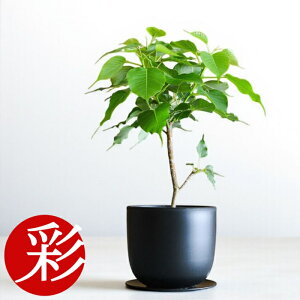 y2701:59܂Ń|Cg2{zϗtA Ch{_CWwRpN^x v e[uTCY@{ CeA JXj ړ]j j Vzj  CeA ϗtAXg