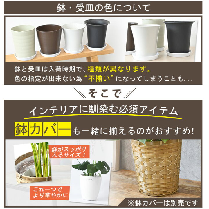 楽天市場】【18日まで最大1,000円引クーポン配布中】観葉植物 ユッカ 