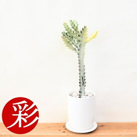 【動画あり】観葉植物 希少 ユーフォルビア・ホワイトゴースト ビザールプランツ 珍奇植物 インテリア おしゃれ 開店祝い 移転祝い お祝い 新築祝い ラクテア 白斑 小さい 室内 オフィス ギフト プレゼント