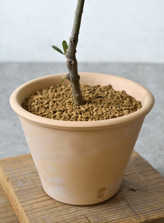 楽天市場 屋外用 オリーブ テラコッタポット オリーブの木 鉢植え 苗 観葉植物 おしゃれ インテリア 開店祝い お祝い 新築祝い 観葉植物の専門店 彩植健美 楽天市場 屋外用 オリーブ テラコッタポット オリーブの木 鉢植え 苗 観葉植物 おしゃれ インテリア 開店祝い お祝い 新築祝い 観葉植物の専門店 彩植健美