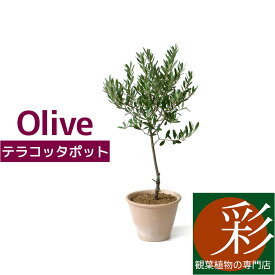 楽天市場 鉢植え 屋外の通販