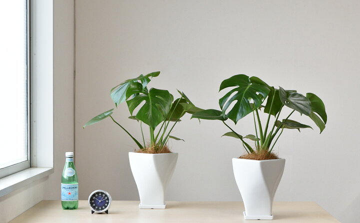 楽天市場 観葉植物 モンステラ ツイストホワイトポット 白陶器 入り 観葉植物 モンステラ インテリア アジアン おしゃれ 引越し祝い 開店祝い 移転祝い お祝い 新築祝い 小さい 室内 ギフト プレゼント 観葉植物の専門店 彩植健美