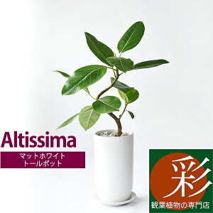 観葉植物 アルテシーマの人気商品 通販 価格比較 価格 Com 観葉植物 アルテシーマの人気商品 通販 価格比較 価格 Com