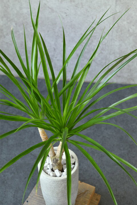 楽天市場 現品 希少 レア 観葉植物 ドラセナ カンボジアーナ 2股 花言葉 幸福 大型 インテリア 開店祝い お祝い 新築祝い 観葉植物の専門店 彩植健美