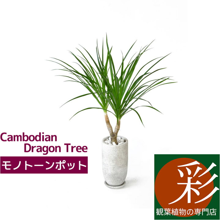 楽天市場 現品 希少 レア 観葉植物 ドラセナ カンボジアーナ 2股 花言葉 幸福 大型 インテリア 開店祝い 移転祝い お祝い 新築祝い 室内 ギフト プレゼント 観葉植物の専門店 彩植健美