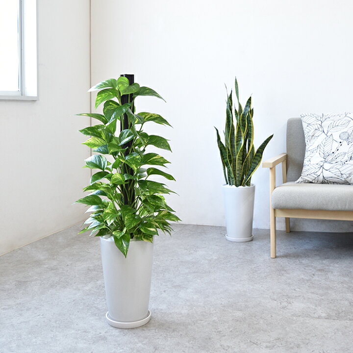 楽天市場 観葉植物 ポトス ヘゴ仕立て シャイニーホワイト ラウンドポット 白陶器入り インテリア 大型 開店祝い 新築祝い 観葉植物 母の日 観葉植物の専門店 彩植健美