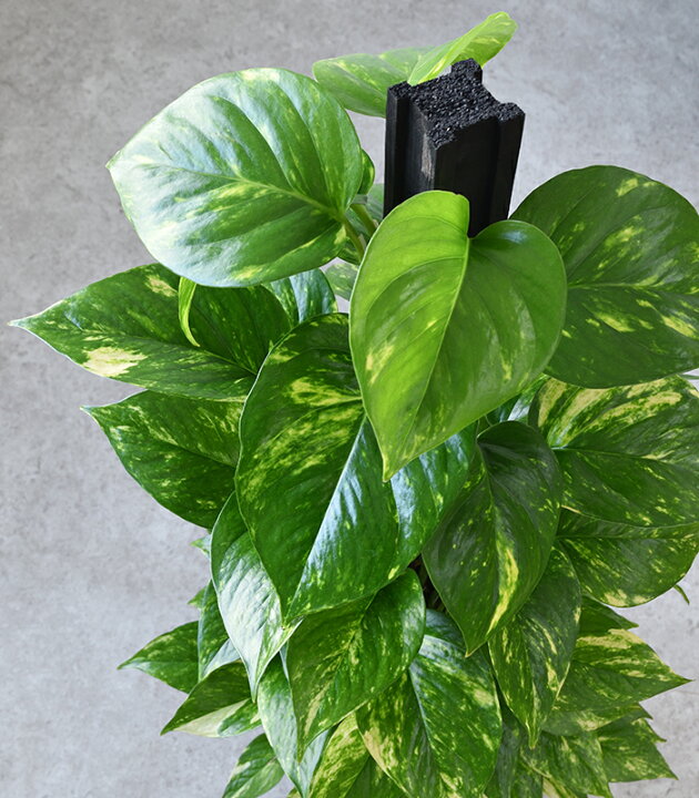 楽天市場 観葉植物 ポトス ヘゴ仕立て シャイニーホワイト ラウンドポット 白陶器入り インテリア 大型 開店祝い 新築祝い 観葉植物 観葉植物の専門店 彩植健美