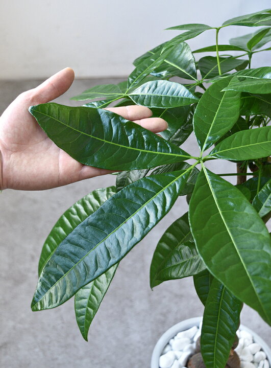 楽天市場 パキラ 観葉植物 シャイニーホワイト ラウンドポット 白陶器入り インテリア 大型 開店祝い アジアン おしゃれ 観葉植物の専門店 彩植健美