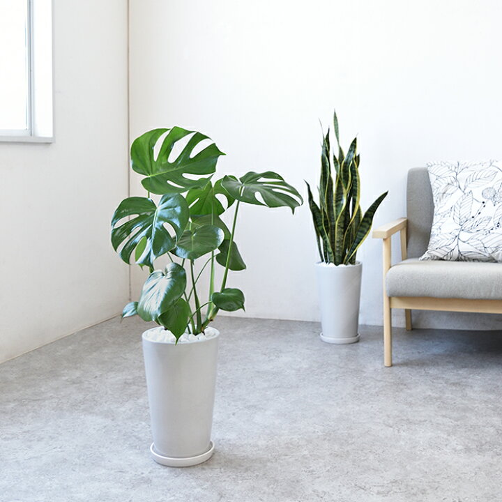 楽天市場 ヒメ モンステラ シャイニーホワイト ラウンドポット 観葉植物 インテリア 大型 引越し祝い 開店祝い 観葉植物 モンステラ 観葉植物の専門店 彩植健美