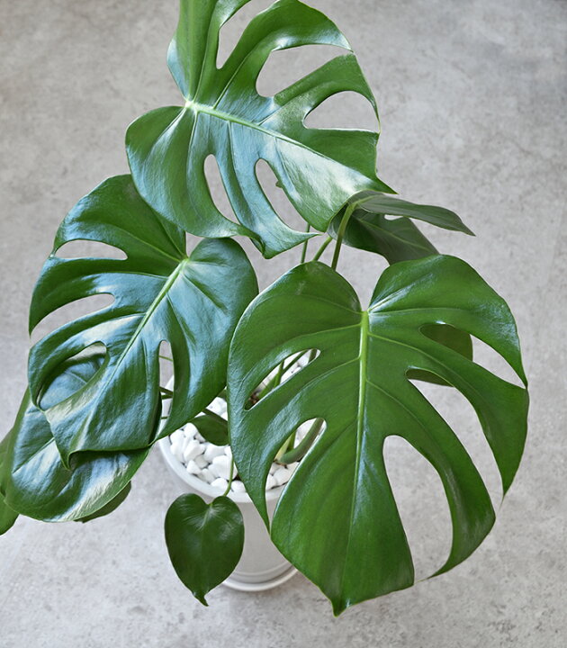 楽天市場 ヒメ モンステラ シャイニーホワイト ラウンドポット 観葉植物 インテリア 大型 引越し祝い 開店祝い 観葉植物 モンステラ 観葉植物の専門店 彩植健美