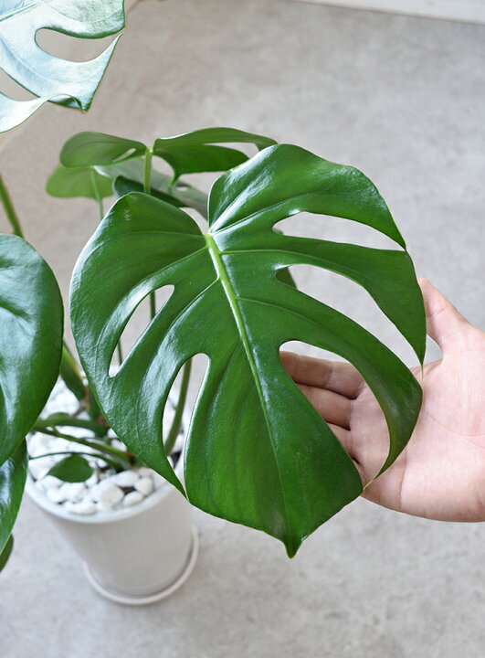 楽天市場 ヒメ モンステラ シャイニーホワイト ラウンドポット 観葉植物 インテリア 大型 引越し祝い 開店祝い 観葉植物 モンステラ 観葉植物の専門店 彩植健美 楽天市場 ヒメ モンステラ シャイニーホワイト ラウンドポット 観葉植物 インテリア 大型 引越し祝い 開店祝い 観葉植物 モンステラ 観葉植物の専門店 彩植健美