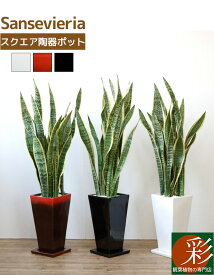 【27日9:59までポイント3倍】観葉植物 サンスベリア 選べる3色 スクエア陶器 サンセベリア インテリア アジアン おしゃれ 引越し祝い 開店祝い 移転祝い 新築祝い お祝い 観葉植物 大型 室内 オフィス ギフト プレゼント 花 母の日