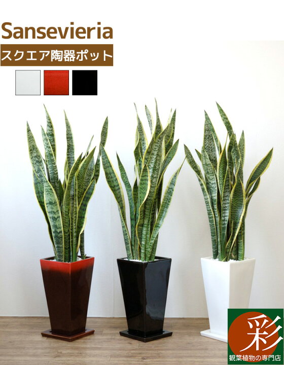 楽天市場 観葉植物 サンスベリア 選べる3色 スクエア陶器 サンセベリア インテリア アジアン おしゃれ 引越し祝い 開店祝い 移転祝い 新築祝い お祝い 観葉植物 大型 室内 ギフト 母の日 プレゼント 観葉植物の専門店 彩植健美