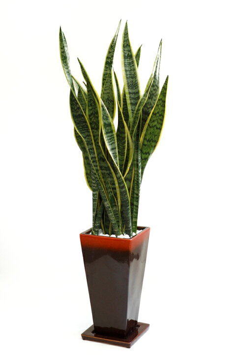 楽天市場 観葉植物 サンスベリア 選べる3色 スクエア陶器 サンセベリア インテリア アジアン おしゃれ 引越し祝い 開店祝い 新築祝い お祝い 観葉植物 大型 観葉植物の専門店 彩植健美