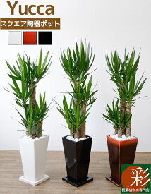 【29日限定ポイント3倍】観葉植物 寒さに強い ユッカ・エレファンティペス 選べる3色 スクエア陶器 インテリア アジアン おしゃれ 引越し祝い 開店祝い 移転祝い 新築祝い お祝い 観葉植物 大型 室内 オフィス ギフト プレゼント