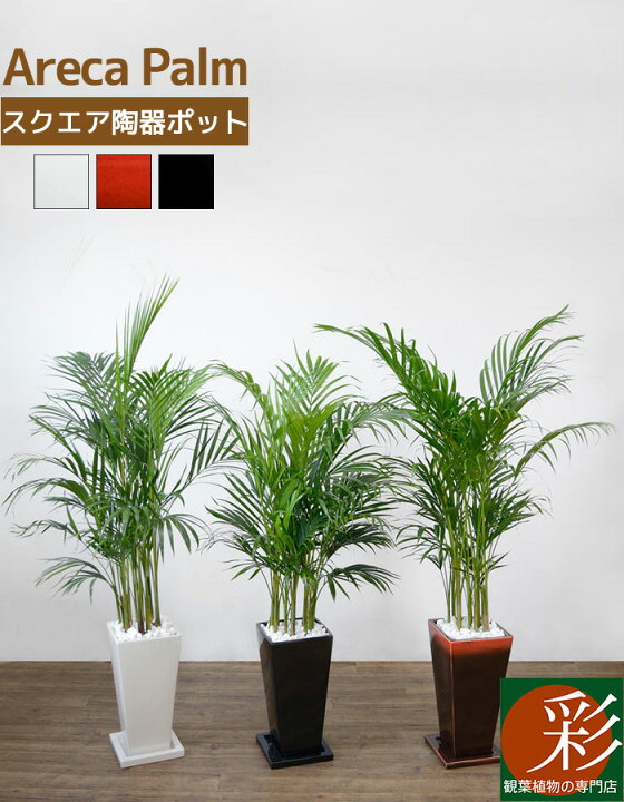 楽天市場 観葉植物 アレカヤシ 選べる3色 スクエア陶器 インテリア アジアン おしゃれ 引越し祝い 開店祝い 移転祝い 新築祝い お祝い 観葉植物 大型 室内 ギフト プレゼント 観葉植物の専門店 彩植健美 楽天市場 観葉植物 アレカヤシ 選べる3色 スクエア陶器 インテリア アジアン おしゃれ 引越し祝い 開店祝い 移転祝い 新築祝い お祝い 観葉植物 大型 室内 ギフト プレゼント 観葉植物の専門店 彩植健美