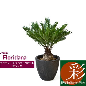 屋外 観葉植物 大型の人気商品 通販 価格比較 価格 Com