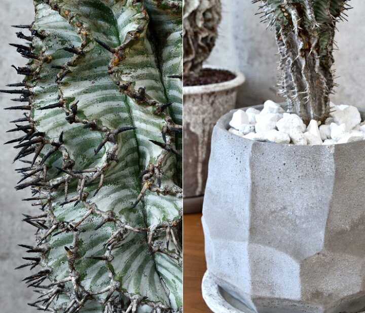 楽天市場】現品 観葉植物 本物 人気の多肉植物 ユーフォルビア・ホリダ 