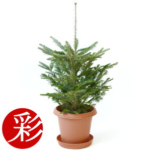 ݂̖ A 100cm` 10֔ { u NX}Xc[ k  i~̖؁A̖؁A~mLÂ݂AOpj1m yCeAz ϗtA JXj c