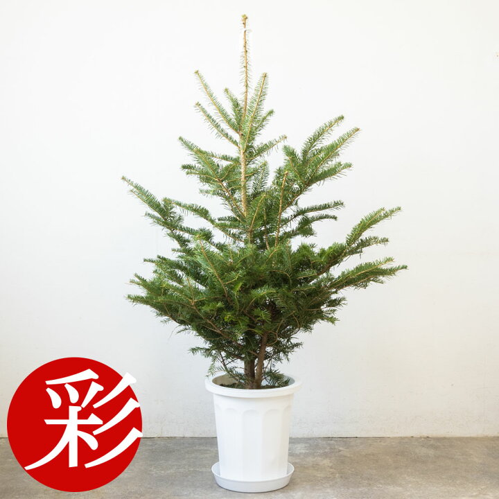 楽天市場】もみの木 鉢植え 150cm〜 10号鉢 本物 志向の クリスマス 