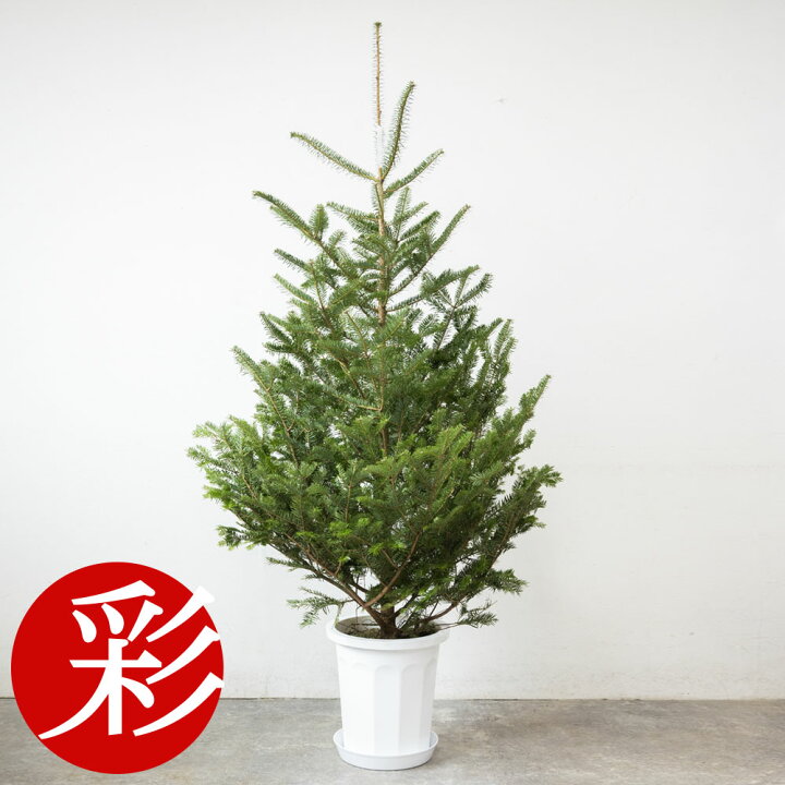 楽天市場】もみの木 鉢植え 170cm〜 10号鉢 本物 志向の クリスマス 