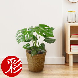 楽天市場 ヒメモンステラ 風水の通販