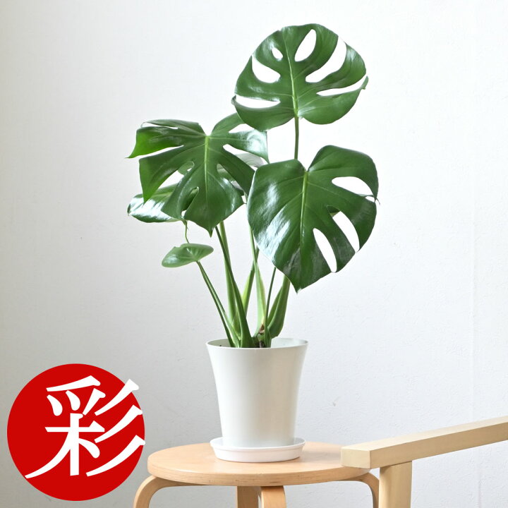 楽天市場】モンステラ 観葉植物 本物 大型 6号鉢 鉢カバーオプション 