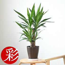 【29日限定ポイント3倍】観葉植物 ユッカ・エレファンティペス 6号鉢 鉢カバーオプション 大型 お祝い 開店祝い 移転祝い 新築祝い 室内 オフィス ギフト プレゼント