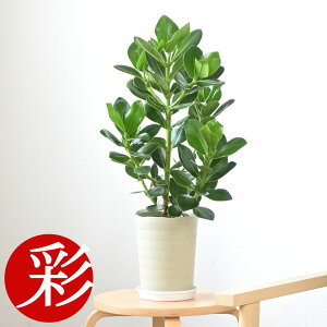 �ϗt�A�� �N���V�A�E���[�A 6���� ���J�o�[�I�v�V���� �{�� ��^ �ϗt�A�� �N���V�� ���[�A ���j�� �J�X�j�� �ړ]�j�� �V�z�j�� ���� �I�t�B�X �M�t�g �v���[���g �N���V�A �ϗt�A��