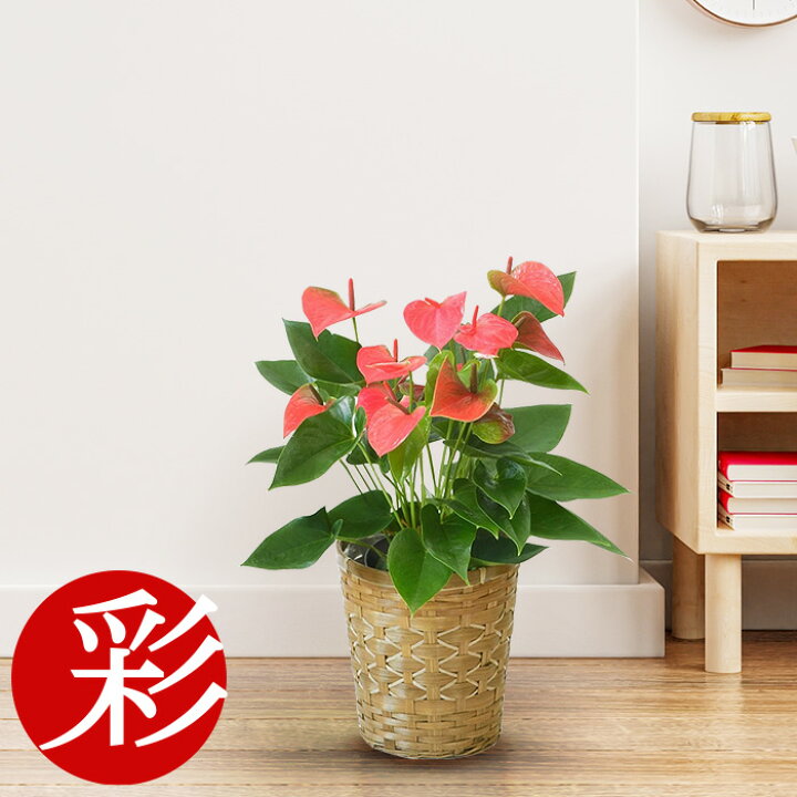 楽天市場 観葉植物 アンスリウム ロイヤルピンクチャンピオン 6号鉢 キャラメルブラウン鉢カバー付 アンスリューム 室内 オフィス ギフト プレゼント 観葉植物の専門店 彩植健美 楽天市場 観葉植物 アンスリウム ロイヤルピンクチャンピオン 6号鉢 キャラメルブラウン鉢カバー付 アンスリューム 室内 オフィス ギフト プレゼント 観葉植物の専門店 彩植健美