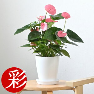 ϗtA AXE CsN`sI 6 Jo[IvV { ϗtA AX[ C sN`sI  ItBX Mtg v[g AXE 