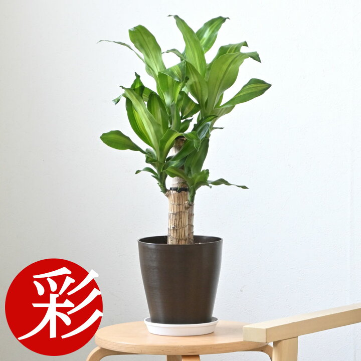 楽天市場】観葉植物 幸福の木 6号鉢 鉢カバーオプション 大型 本物 