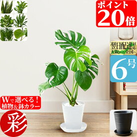観葉植物 選べる 6号鉢 本物 セラアート鉢 モンステラ サンスベリア ウンベラータ アレカヤシ クルシア・ロゼア ユッカ 幸福の木 インテリア アジアン ブラック ホワイト 室内 ギフト プレゼント 風水 縁起の良い リビング モノトーン 中型