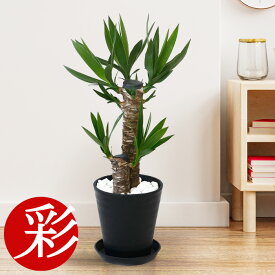 観葉植物 ユッカ・エレファンティペス 6号鉢 セラアート鉢 大型 青年の木 観葉植物 ユッカ 本物 お祝い 開店祝い 移転祝い 新築祝い 引越し祝い インテリア ブラック ホワイト セラート鉢 ユッカ・エレファンティペス