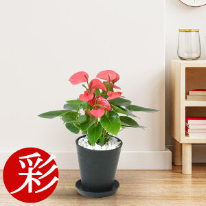 ϗtA AXE CsN`sI 6 ZA[g ^ { AX[ ϗtA CeA j JXj ړ]j Vzj ubN zCg Z[g 