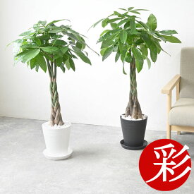 【29日限定ポイント3倍】観葉植物 選べる7号鉢 セラアート鉢 パキラ サンスベリア ゲッキツ 幸福の木 メキシコケンチャヤシ 大型 おしゃれ インテリア 開店祝い 移転祝い 福袋 ブラック ホワイト セラート鉢 室内 オフィス ギフト プレゼント