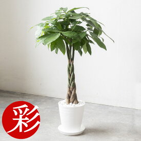 観葉植物 パキラ 大型本物 選べる セラアート鉢 7号鉢 サンスベリア ゲッキツ 幸福の木 メキシコケンチャヤシ おしゃれ インテリア 開店祝い 移転祝い 福袋 ブラック ホワイト セラート鉢 室内 オフィス ギフト プレゼント