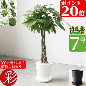 観葉植物 パキラ 大型本物 選べる セラアート鉢 7号鉢 サンスベリア ゲッキツ 幸福の木 メキシコケンチャヤシ おしゃれ インテリア 開店祝い 移転祝い 福袋 ブラック ホワイト セラート鉢 室内 オフィス ギフト プレゼント