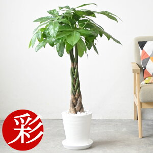 ϗtA pL 7 ZA[g { ϗtA pL CeA JXj ړ]j AWA  zj ubN zCg Z[g  ItBX Mtg v[g p