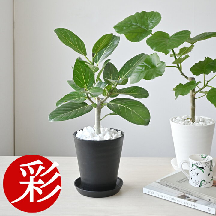 楽天市場 観葉植物 選べる6号鉢 ウンベラータ ベンガレンシス セラアート鉢 フィカス ウンベラータ ベンガルゴムの木 ベンガルボダイジュ 大型 インテリア 開店祝い 移転祝い お祝い 新築祝い アジアン フィカス属 ゴムノキ 室内 ギフト プレゼント 観葉植物の専門店