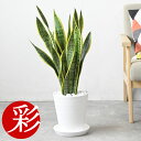 【20周年記念P2倍+最大7%引クーポン配布中】観葉植物 サンスベリア・ローレンティー 7号鉢 セラアート鉢 大型 本物 観葉植物 サンセベリア ローレンチー お祝い インテリア 開店祝い 移転祝い 新築祝い 室内 オフィス ギフト プレゼント サンスベリア 観葉植物