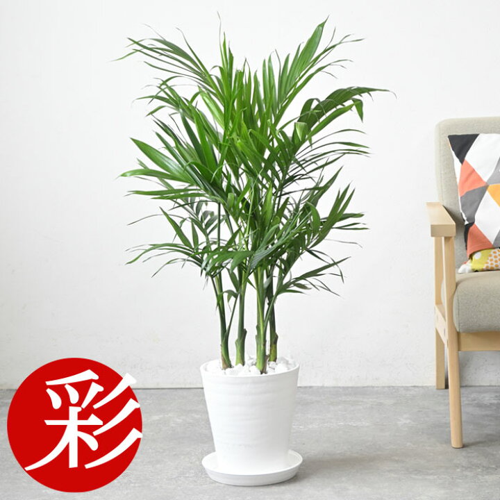 楽天市場】【26日01:59まで最大7%引クーポン配布中】観葉植物 本物 