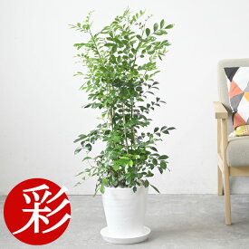 シルクジャスミン 観葉植物 ゲッキツ 7号鉢 セラアート鉢 ゲッキツ（シルクジャスミン） 本物 大型 インテリア お祝い 開店祝い 移転祝い 新築祝い 引越し祝い ブラック ホワイト セラート鉢 シルクジャスミンの木 観葉植物